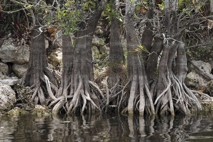 Wildfire season is already hot in Florida and US, putting focus on role of managed burns