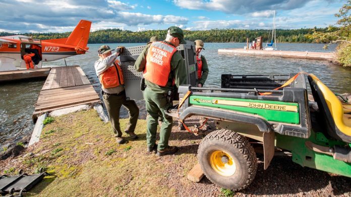 Researchers say Lake Superior island's wolves are thriving as packs prey on moose