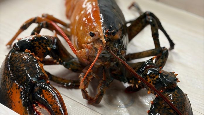 Rare two-colored lobster caught by fishermen off Cape Cod donated to aquarium