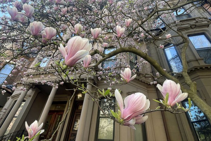 Magnolia trees signal spring in Boston thanks to one woman’s beautification drive