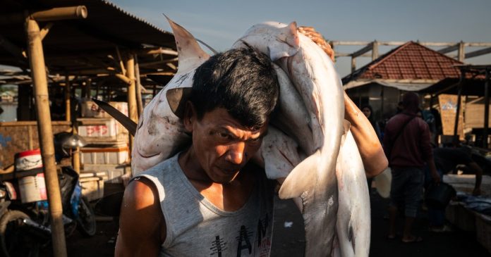 Southeast Asia's overfishing crisis — and the effort to uncover its roots