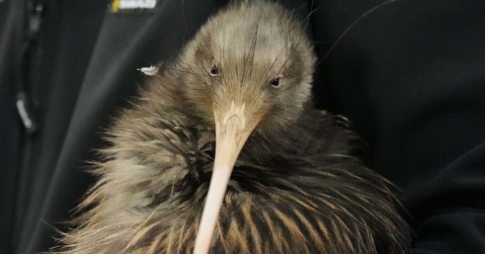 Kiwi birds reintroduced around New Zealand’s capital Wellington