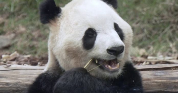 Exclusive look at Chinese pandas preparing for trip to America