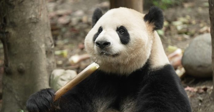 Pandas set for 8,000-mile blind date in Atlanta