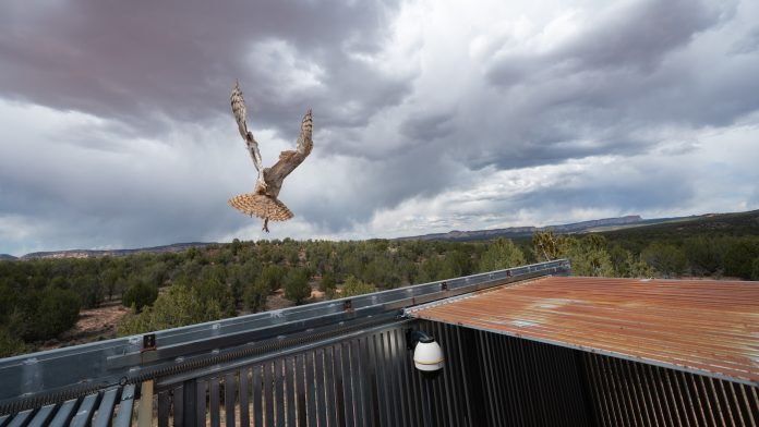 Owl found stuck in a concrete mixer is on the mend and flying free