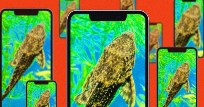 How bizarre fish ‘experiment’ videos from China hijacked the internet’s worst impulses