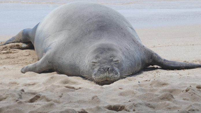 Lawyer says tourist accused of hurling rock at Hawaiian monk seal has been threatened