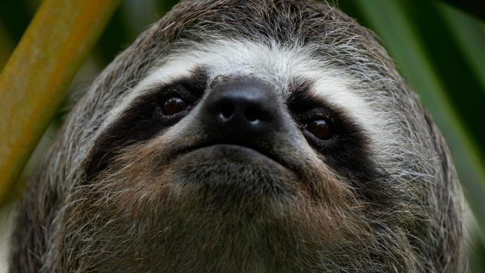 A second sloth dies after transfer to a central Florida zoo from troubled Sloth World