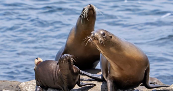 Federal officials investigating after video appears to show man kicking a sea lion on a California beach