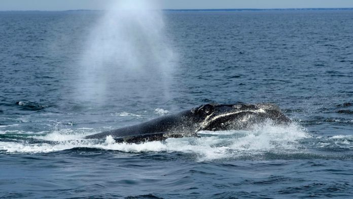 Endangered right whales could wait almost a decade for new US protections