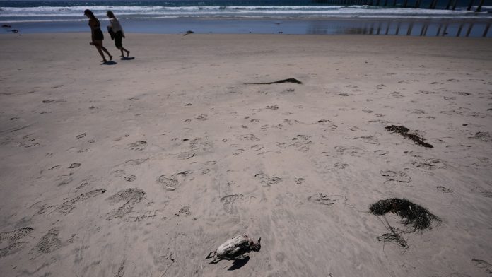 Marine heat wave caused seabird deaths off California. El Nino could worsen die-off