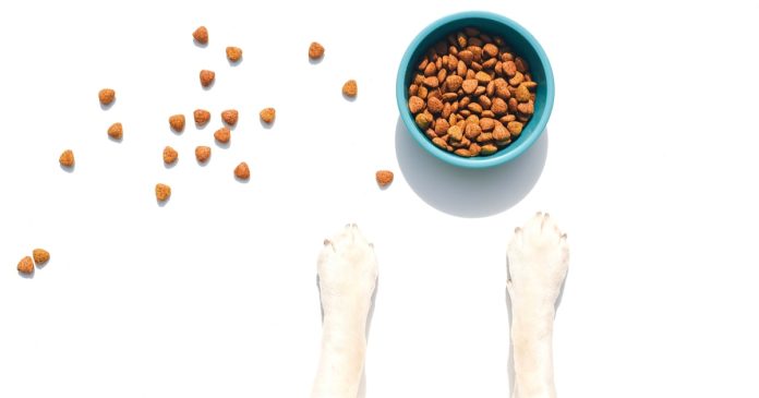 Best Puppy Food in 2026, According to Veterinarians