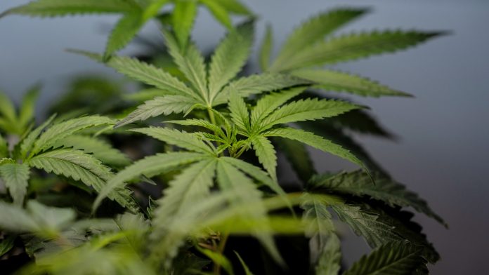 US sees a big jump in nausea cases among frequent marijuana users in the hospital