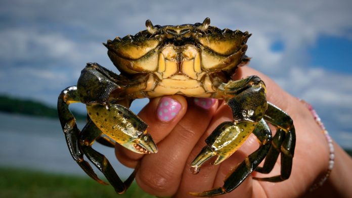 Invasive green crabs are bad for the environment so New Englanders are starting to eat more of them