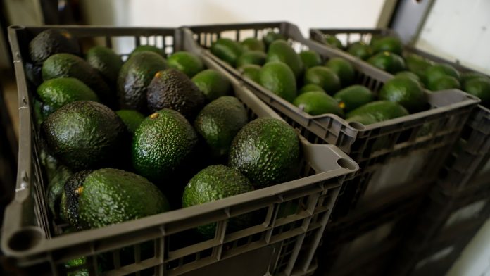 US suspends avocado inspections in Mexican state of Michoacan due to threat