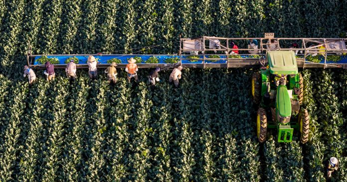 Colorado River water cuts are coming to Arizona. What will happen to America’s salads?