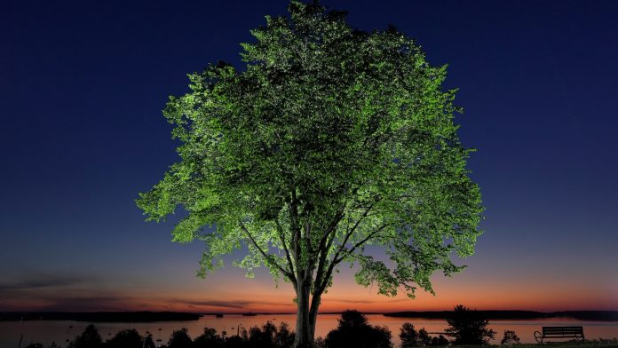 New generation of elm trees could be equipped to beat the disease that killed elders