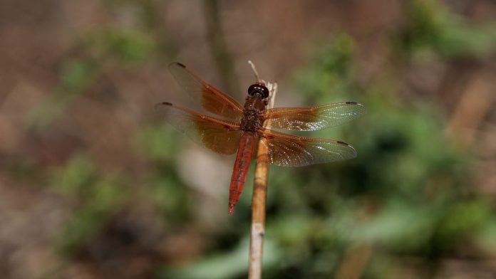 Unusual dragonfly swarms sweep across California after warm spring rains