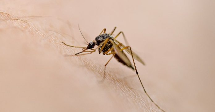 West Nile Virus Symptoms, Causes and Prevention: What to Know