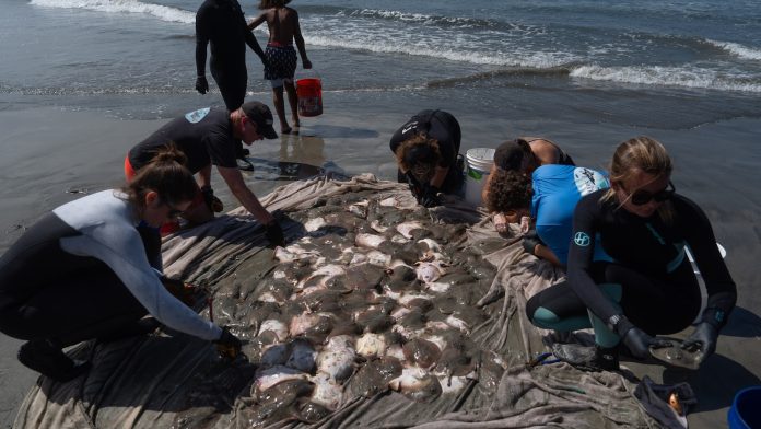 Stingray lashings up as marine heat wave off Southern California draws more to shore