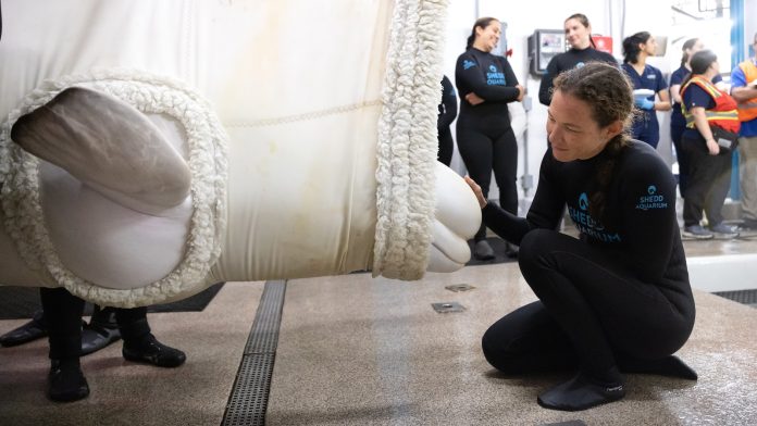 Beluga whale dies at Chicago aquarium days after coming from Canada park in rescue effort