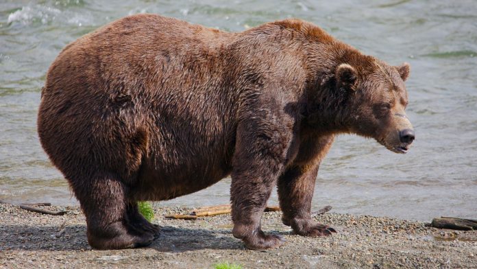 Fat Bear Week opens for Alaska’s heavyweights. Can the 1,200-pound champ win again?