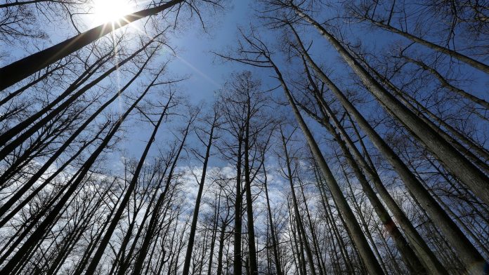 US Forest Service closing 23 research facilities as part of reorganization under Trump