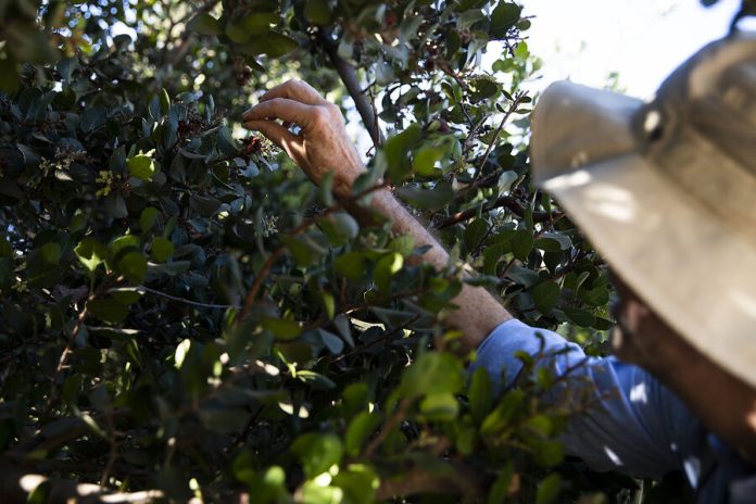 Some see foraging as an alternative to rising food prices