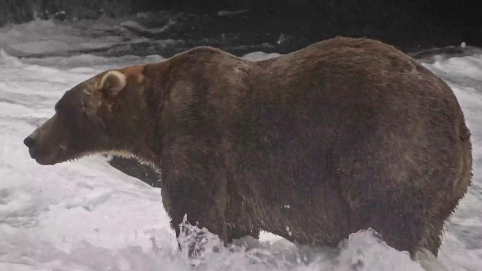 Gentle giant Backpack declared winner of Alaska's Fat Bear Week