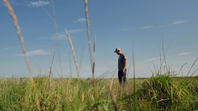 Farmers turn to perennial grains as one solution to extreme weather