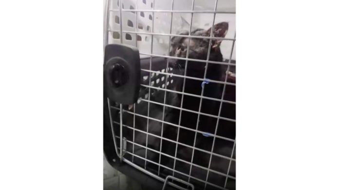 Man pulls stuck Long Island pet to safety after long ordeal