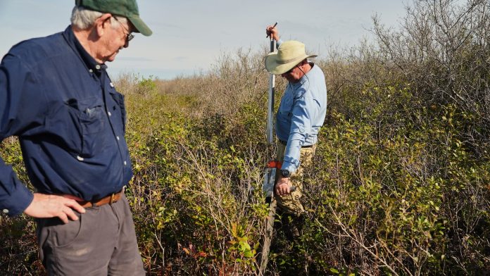 In North Carolina, a race is on to restore critical peatland before it dries up or is destroyed