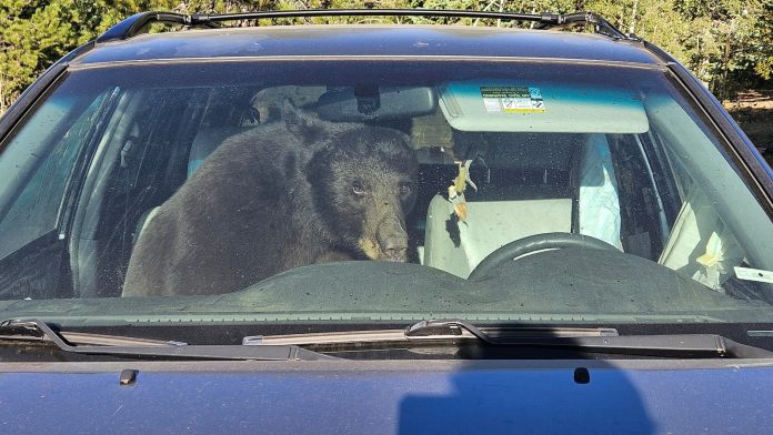 Parched summer in Rockies sends bears into urban areas and confrontations with people
