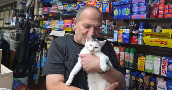 Jabal, beloved Brooklyn bodega cat, returned after community uproar