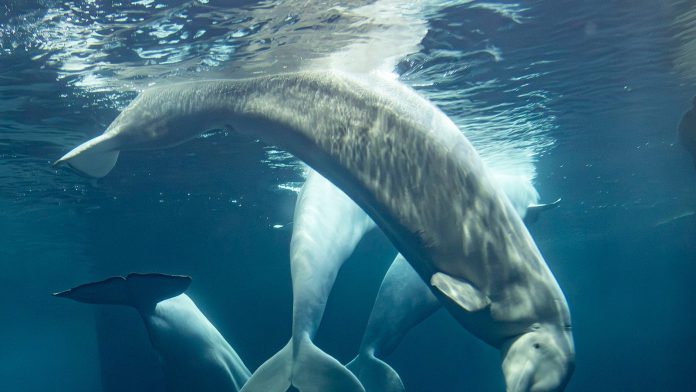 2 more beluga whales die at Chicago aquarium, including 1 recently rescued from Canada