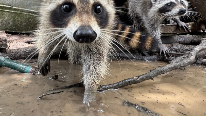 A raccoon boot camp in Mississippi teaches abandoned kits survival skills