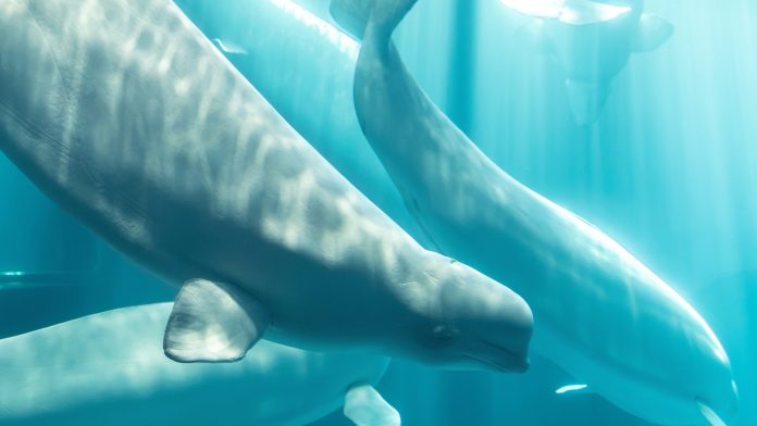 Another beluga whale dies at Chicago aquarium after rescue mission from Canada park